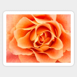 Close-up of light colored orange rose Sticker